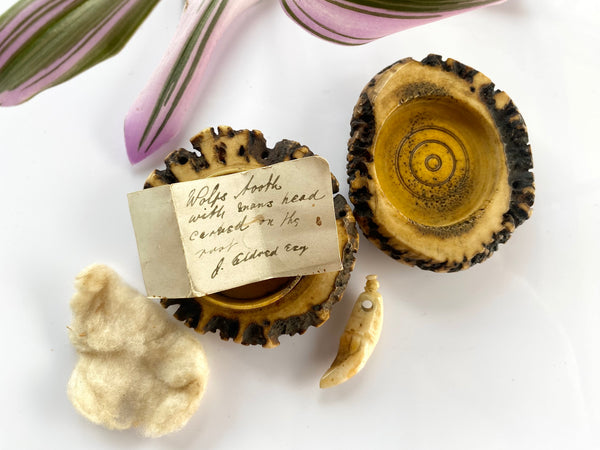 Rare Antique 18th Century Antler Snuff Box With Wolf’s Tooth And Note - Source Vintage