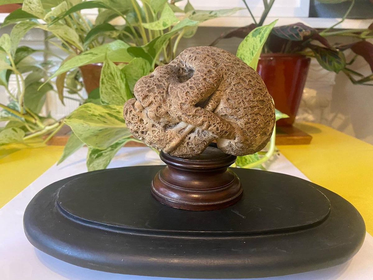 Rare Antique Petrified Cat’s Head From Mother Shipton’s Petrifying Wel ...